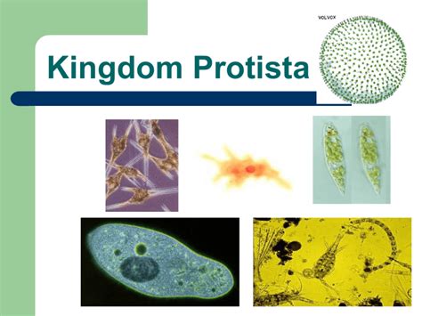 Chapter 19 Protist