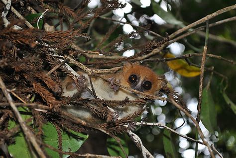 L Murien Microc Bus Le Plus Petit Au Monde L Muriens Animaux