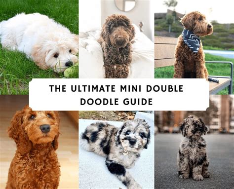 The Ultimate Double Doodle Guide