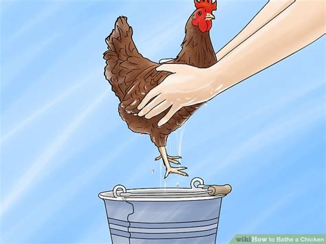 How To Bathe A Chicken 11 Steps With Pictures Wikihow