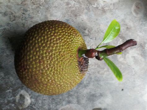 Pin By Bablu Mandal On Kntl Fruit Pear Food