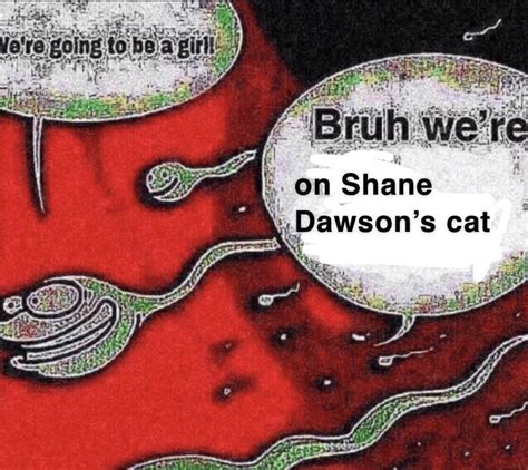 I Didnt Fuck My Cat I Didnt Cum On My Cat I Didnt Put My Dick Anywhere Near My Cat Ive Never