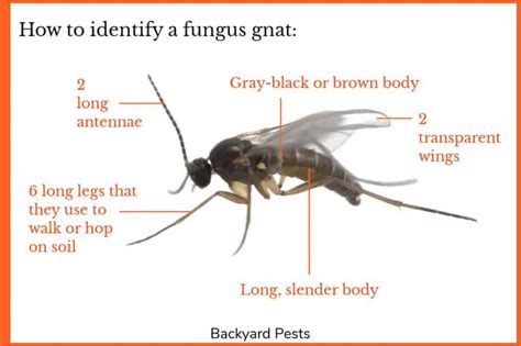 Places Maggots Come From And The Flies They Become Backyard Pests