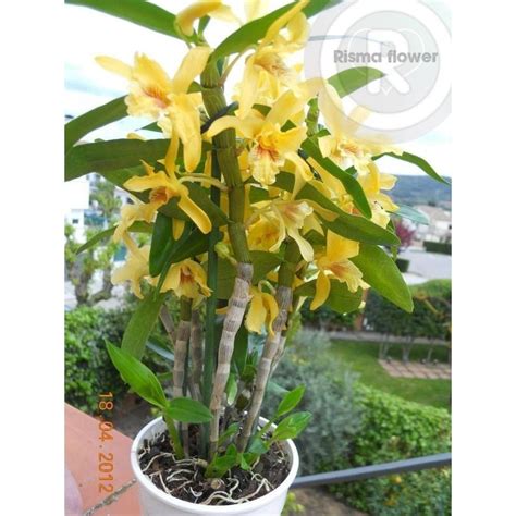 Jual Bunga Anggrek Dendrobium Jumbo Kuning Tanaman Hias Anggrek