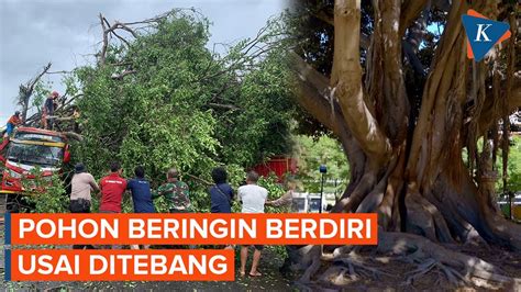 Heboh Pohon Beringin Tua Berdiri Lagi Usai Ditebang Di Wonogiri Youtube