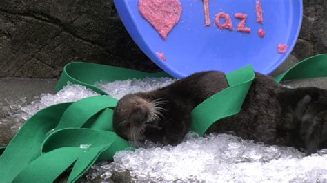 Vancouver Aquarium welcomes new sea otter pup | CTV News