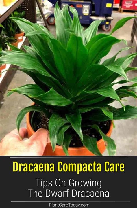 Janet Craig Compacta Care Growing Dracaena Compacta Plant Plants