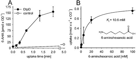 Uptake Of 6 Aminohexanoic Acid By DtpD A Time Dependent Uptake Of