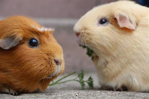 Best Ways To Improve The Guinea Pig Lifespan Petsmont