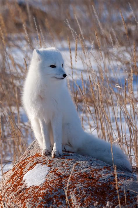 Arctic Fox Photography