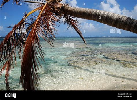 palm tree on th white sand beach Stock Photo - Alamy