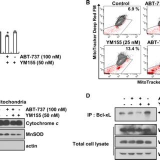 Combined Treatment With ABT 737 And YM155 Induces Loss Of Mitochondrial