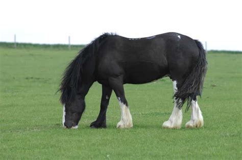 What To Look For When Buying A Cob Your Horse Magazine