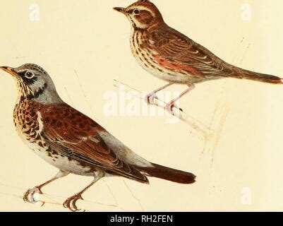 Missel Song Thrush Redwing Fieldfare Blackbird The Red Winged Stock