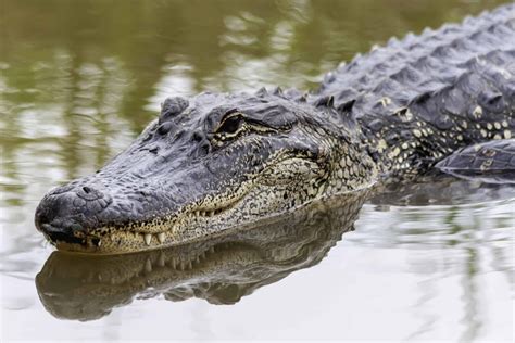 Are There Alligators in Alabama’s Lake Eufaula?