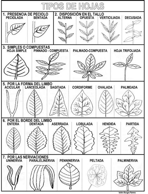 FICHAS SOBRE ARBOLES Y PLANTAS Buscar Con Google Cuadernos