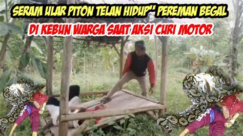 Pereman Begal M Ti Mengenas Kan Di Lilit Ular Piton Besar Di Kebun