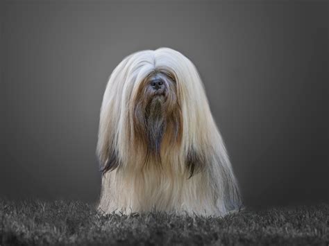 What Dog Breed Has The Longest Hair