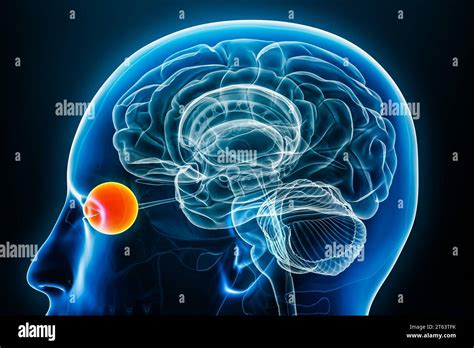 Vue rapprochée du profil radiologique de l œil illustration de rendu 3D