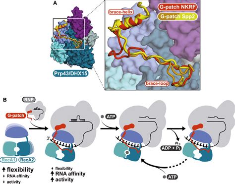 Mechanism Of Regulation Of Deah Box Rna Helicase Action By G Patch