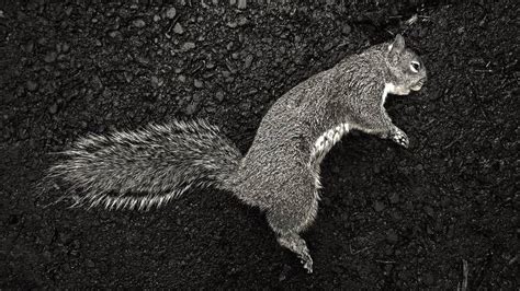 Dead Squirrel Photography by Stephen Parker | Saatchi Art