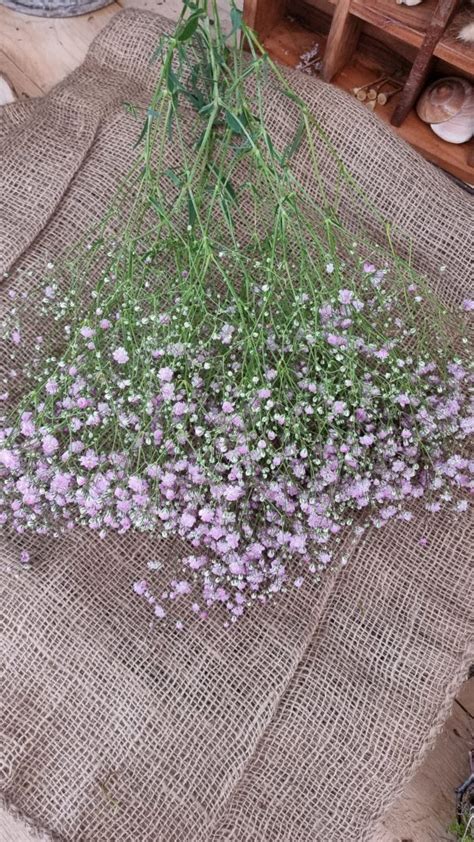 Schleierkraut Violett Bund Mrs Greenery