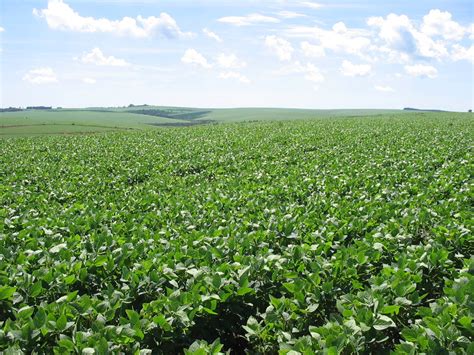 Agricultura Da Região Sul - Como é a agricultura na região sul do Brasil? - brainly.com.br
