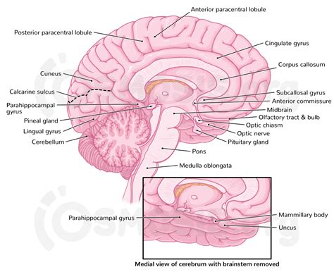 Anatomy Of The Cerebral Cortex Osmosis