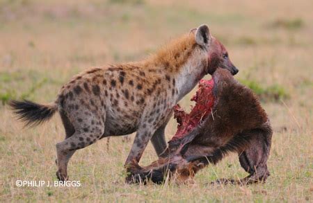 Lion Eating Hyena