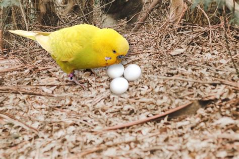 Are Parakeet Eggs Edible - Petsmopolitan