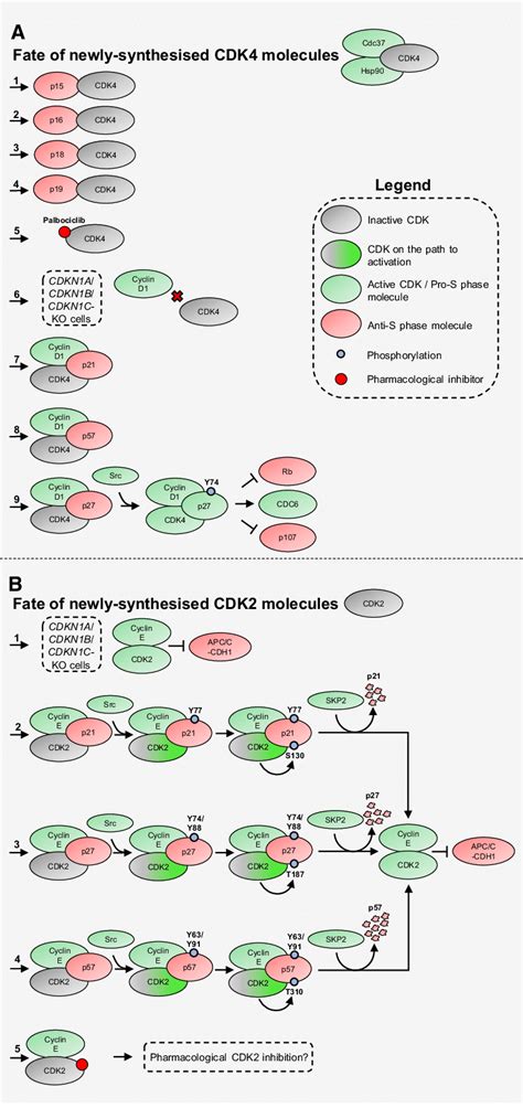 Stoichiometric Control Of Cdks By Cyclins And Cdk Inhibitors A Nine Download Scientific