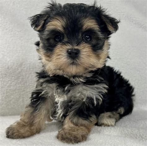 Morkie breeders near me/Morkie breeders/Morkie breeder