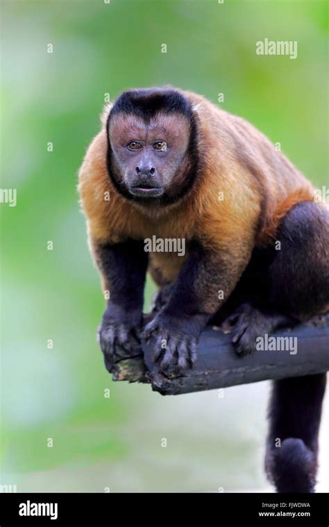 Brown Capuchin Tufted Capuchin Cebus Hi Res Stock Photography And