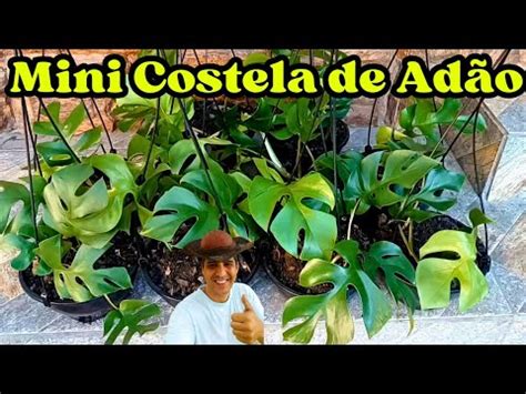 Dica rápida e fácil de como fazer MUDAS da MINI COSTELA de ADÃO YouTube