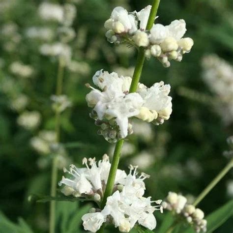 Vitex Agnus Castus Albus Vitro Westland