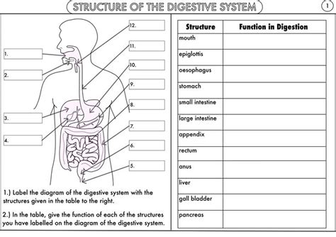 Human Digestive System Diagram Worksheet Biology Worksheet Digestive