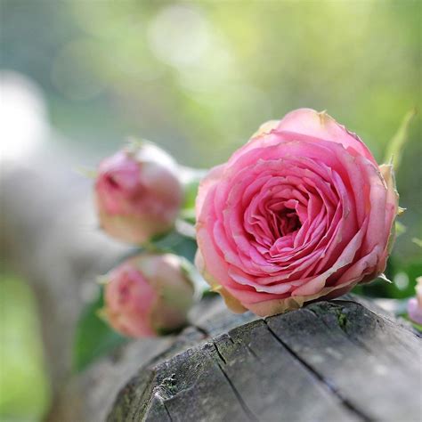 detail gambar bunga beserta nama bagiannya koleksi nomer