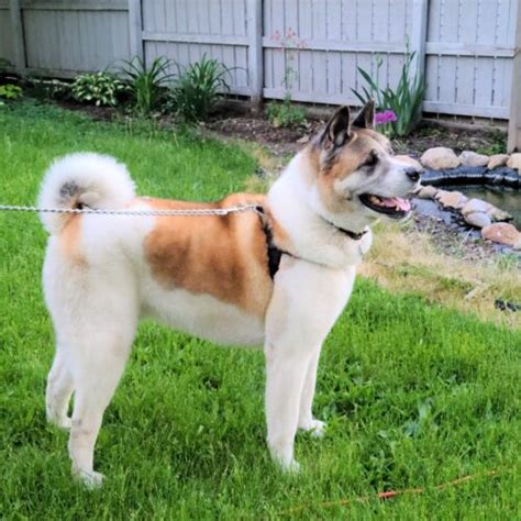 Midwest Akita Rescue Society Mars Serving The Illinois Indiana