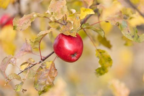 Premium Photo A Red Apple Hangs From A Branch