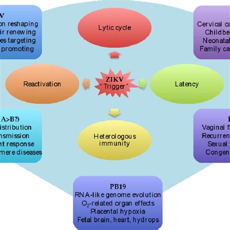 Zikv Infection Impacts Human Latent Virus Biological Systems Zikv Acts