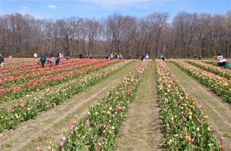 Tulipani Italiani Ad Arese Apertura Verso Fine Marzo Legnanonews