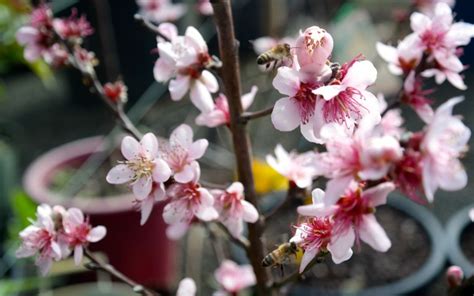 Fruit Tree Pollination - Lakeside Plants & Nursery