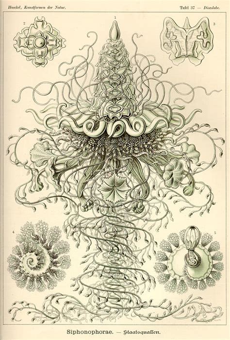 A Billion Tastes And Tunes Ernst Haeckel Part 2 Of 2