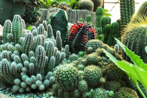 Descubra 5 Espécies Incríveis de Plantas para Jardim que Você Precisa