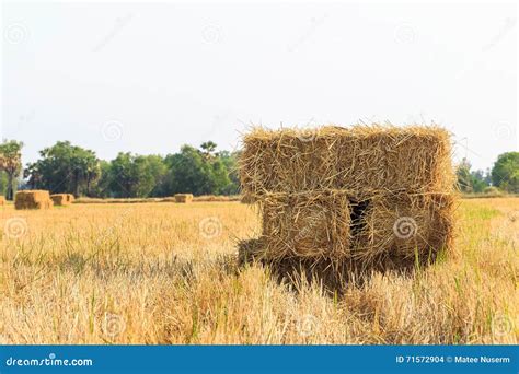 Rice Straw Bale Stock Photo Image Of Nature Season 71572904