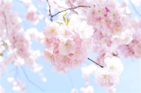 herrlich, flowering plant, beauty in nature, branch, softness, flowers