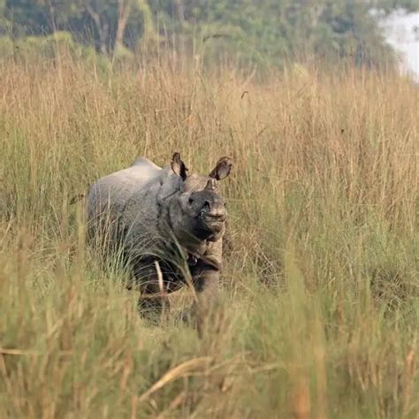 Indian Rhinoceros - Facts, Diet, Habitat & Pictures on Animalia.bio