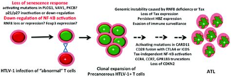 A Model For Adult T Cell Leukemia Lymphoma ATL Development Loss Of