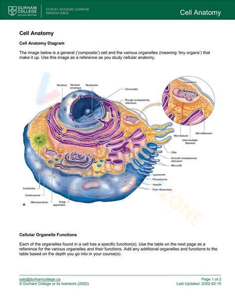 Anatomy Cell Worksheet Explore Cellular Structures And Functions