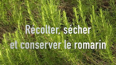 Le Romarin Culture Et Conservation YouTube